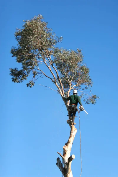 Large Tree Being Cut Man Suspended Ropes — Stock Photo, Image