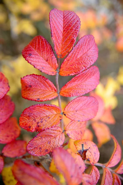 Plants Natural Background Nature Series — Stock Photo, Image