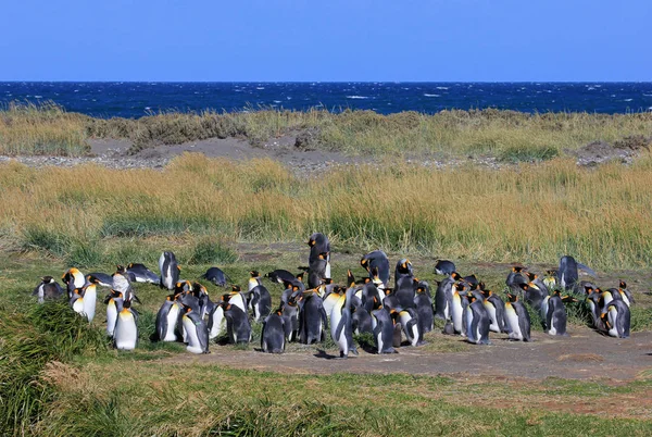 King Penguins Living Wild Parque Pinguino Rey Tierra Del Fuego — Stock Photo, Image