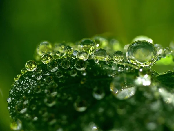 Após Chuva Grama Verde Com Gotas Água — Fotografia de Stock