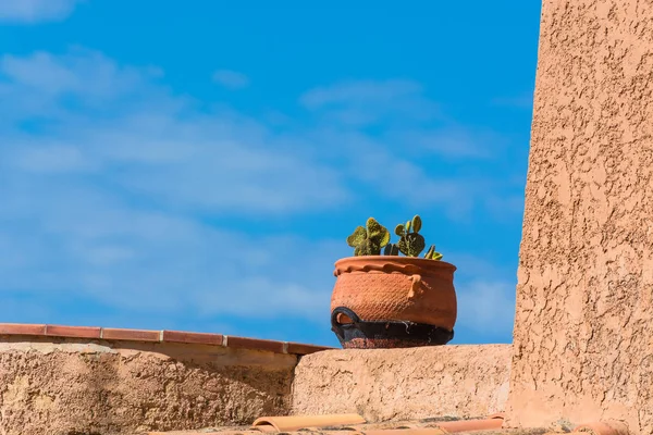 Flowerpot Clay Planted Spiny Cactus — Stock Photo, Image