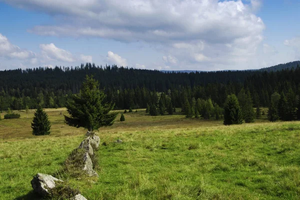 Gröna Ängen Mellan Två Skog Tatrabergen Slovakien — Stockfoto