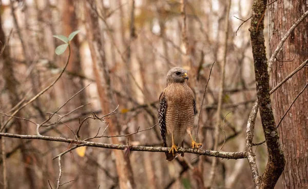 Red Shouldered Hawk Buteo Lineatus Hunts Prey Corkscrew Swamp Sanctuary — Stock Photo, Image