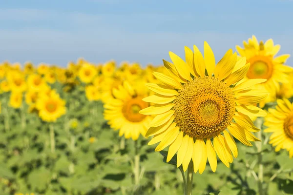 Close Zonnebloem Groei Bloei Veld — Stockfoto