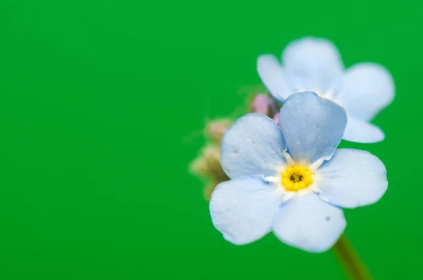 Små Myosotis Blommor Närbild Shot — Stockfoto