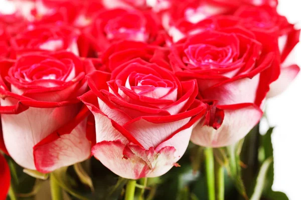 Rosas Rojas Fondo Natural — Foto de Stock