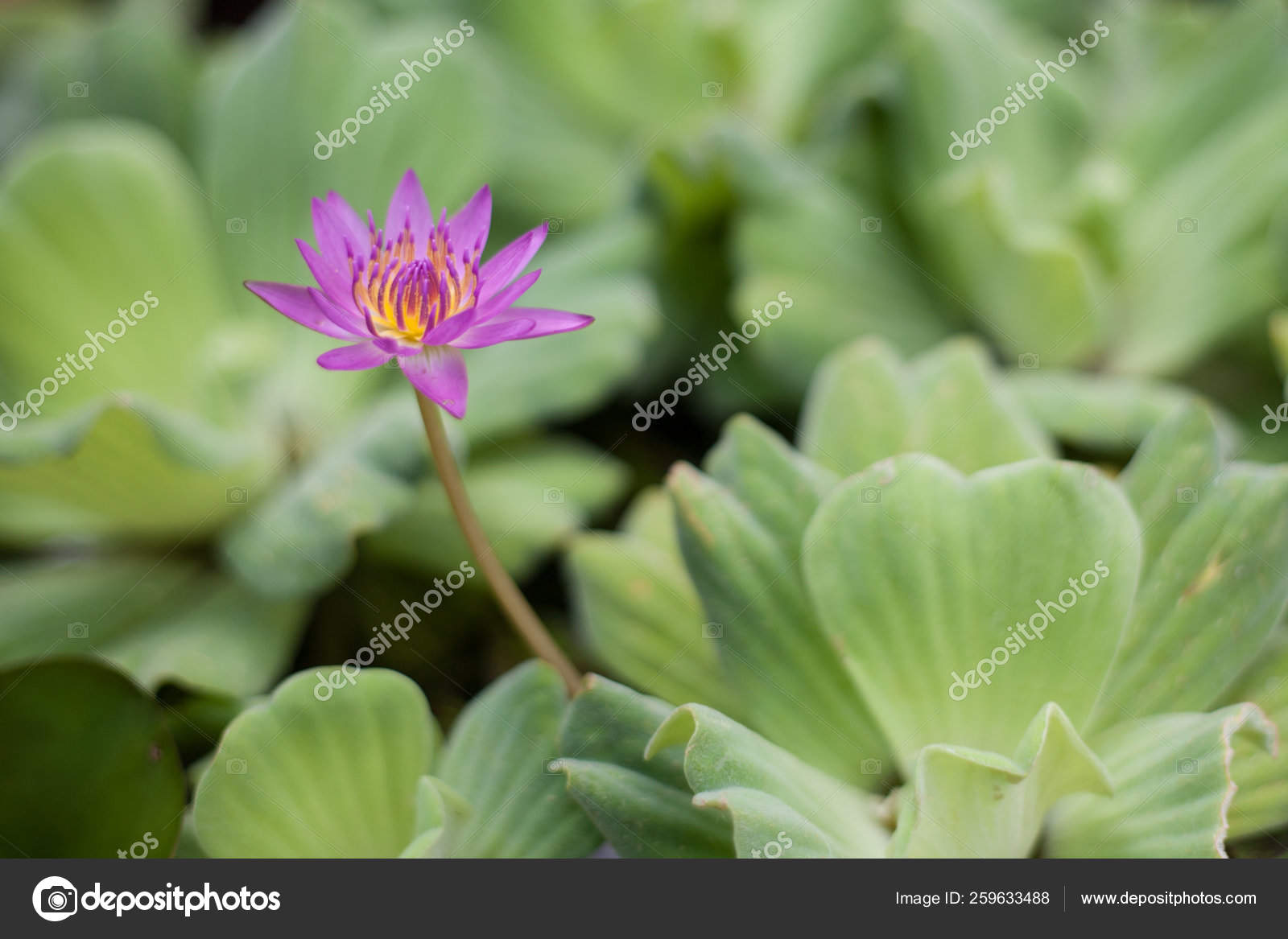 Una Flor Loto Rosa Debajo Una Hoja: fotografía de stock © YAYImages #259633488 | Depositphotos Una Flor Loto Rosa Debajo Una Hoja: fotografía de stock © YAYImages #259633488 | Depositphotos