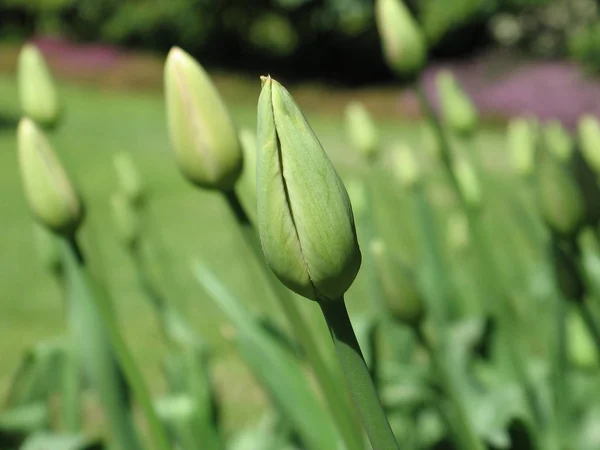 Zöld Tulipánok Készül Virágzik — Stock Fotó