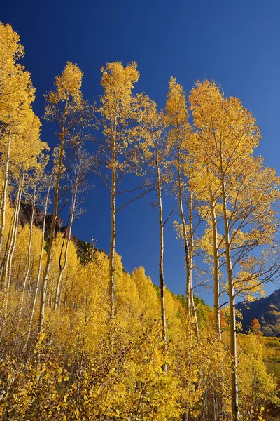 Κίτρινο Δέντρο Από Κολοράντο — Φωτογραφία Αρχείου