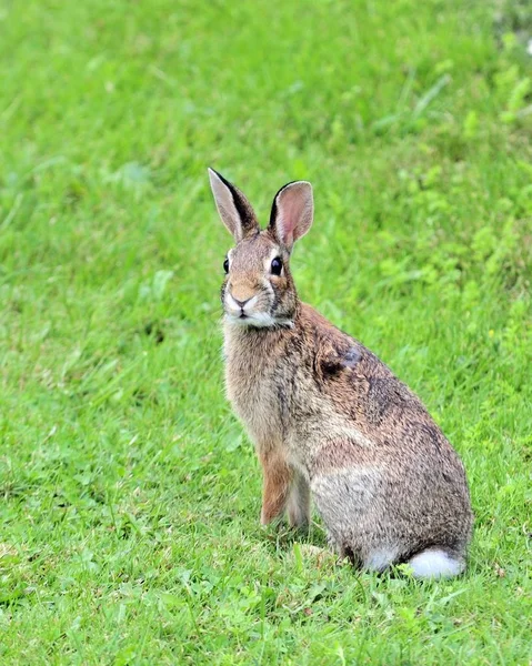 Conejo Cottontail Sentado Sobre Hierba Verde — Foto de Stock