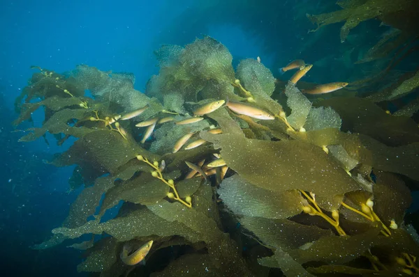 Ryby Mezi Kelp Ostrově Catalina — Stock fotografie