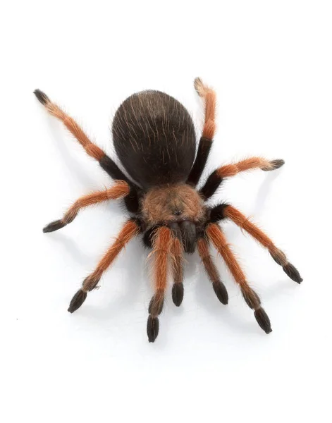 Tarentule Pattes Rouges Brachypelma Emilia Isolée Sur Fond Blanc — Photo