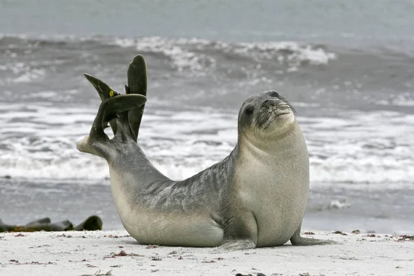 Jovem Elefante Sul Touro Foca Mirounga Leonina Praia Seal Lion — Fotografia de Stock