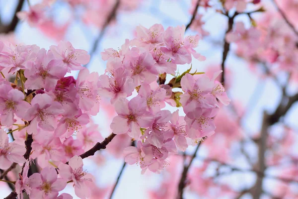 Makró Textúrája Rózsaszín Japán Cseresznye Virágokat Homályos Háttérrel Vízszintes Keretben — Stock Fotó