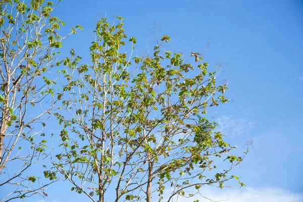 Árbol Con Cielo Fondo Árboles Aplicaciones Primavera — Foto de Stock