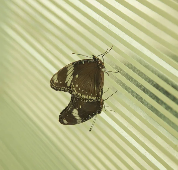 Zwei Große Braune Schmetterlinge Über Einer Großen Glaswand — Stockfoto
