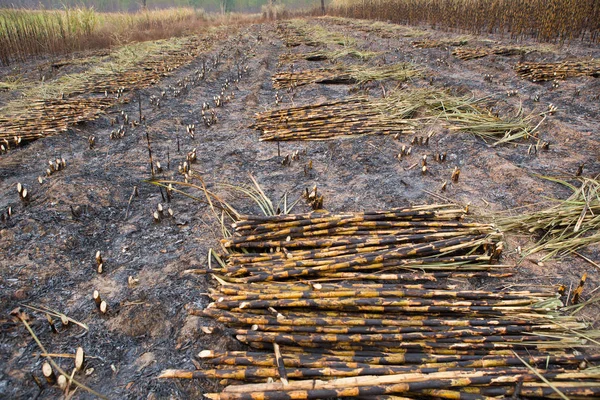 Campo Cana Açúcar Disparado Esta Colheita Mentod Fazer Aquecimento Global — Fotografia de Stock