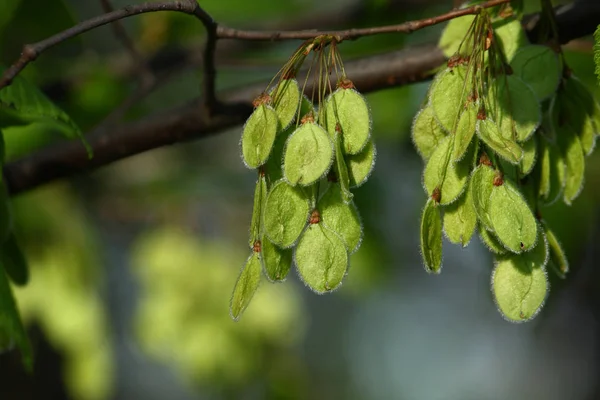 Clusters Van Groene Zaad Boom Zonnige Ochtend — Stockfoto