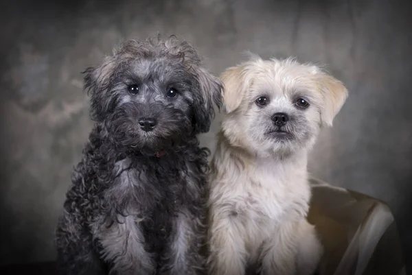 Due Simpatici Cuccioli Razza Mista Seduti Uno Accanto All Altro — Foto Stock
