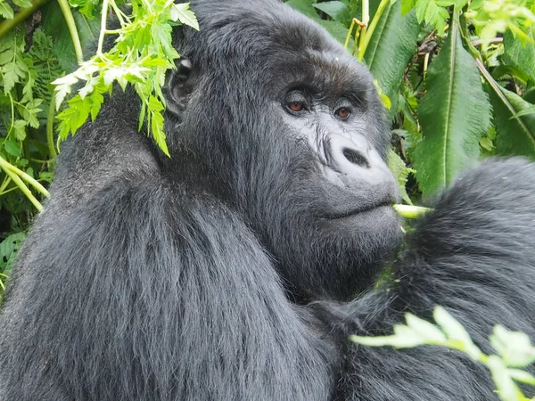 Mountain Gorillat Tulivuorten Kansallispuistossa Ruanda — kuvapankkivalokuva