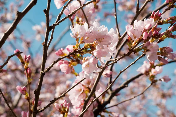 Flor Cereja Rosa Sobre Céu Azul — Fotografia de Stock