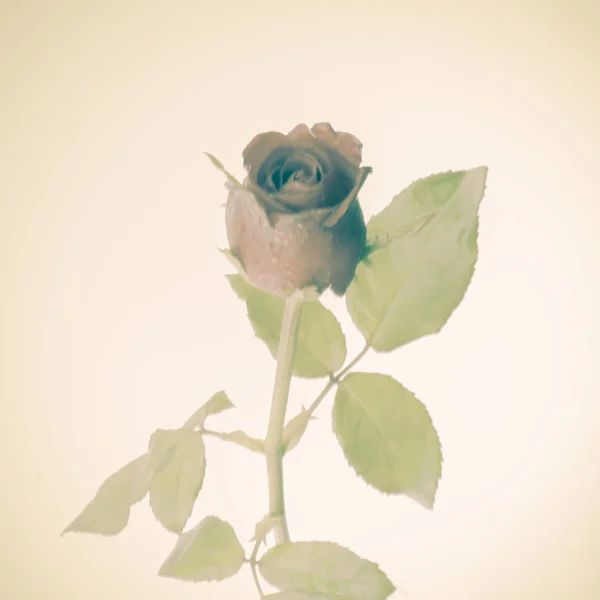 Bela Rosa Flor Estilo Vintage Macio — Fotografia de Stock