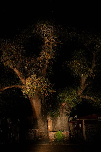 Theombalantu Baobab Tree Outapi Namibii Velký Dutý Strom Baobab Huf — Stock fotografie