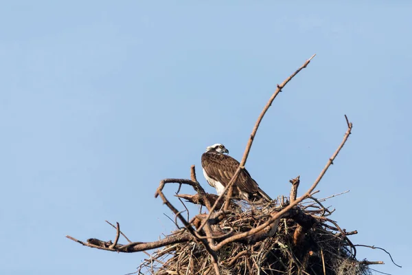 Orlovec Říční Ptačí Pandion Haliaetus Hřady Svém Hnízdě Vysoko Nad — Stock fotografie