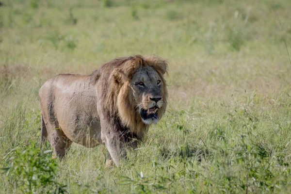 Чоловічий Лев Ходьба Траві Чобе Національний Парк Ботсвани — стокове фото