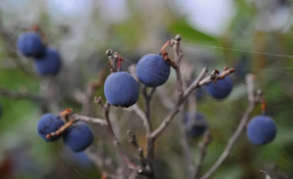 Bog Bilberry Northern Bilberry Green Background Vaccinium Uliginosum — Stock Photo, Image