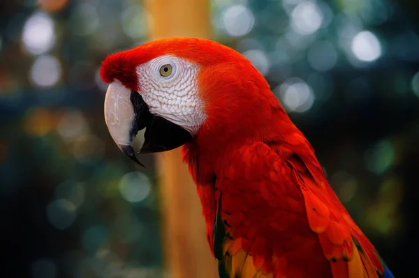 Image Intended Advertising Pet Birds — Stock Photo, Image