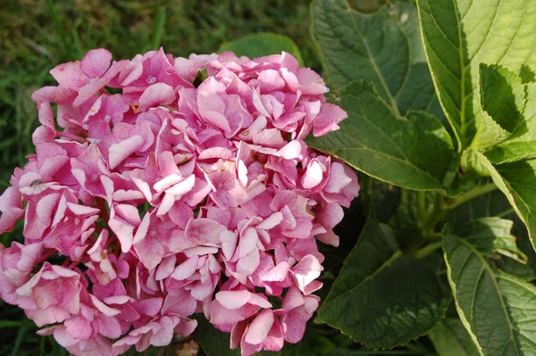 Haz Flores Rosadas — Foto de Stock