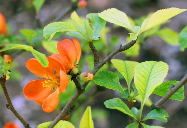 Flowering Japanese Plum Branch Spring Garden — Stock Photo, Image