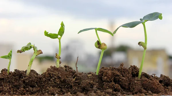 Plantas Que Crecen Del Suelo Progreso Las Plantas — Foto de Stock