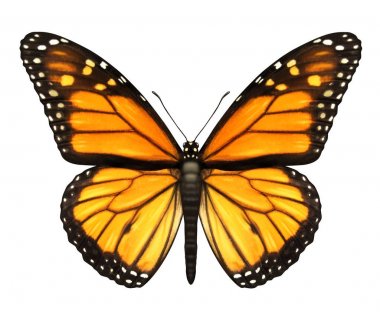 Monarch Butterfly with open wings in a top view as a flying migratory insect butterflies that represents summer and the beauty of nature. clipart