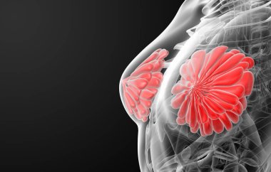 3d render female breast anatomy x-ray - close-up clipart