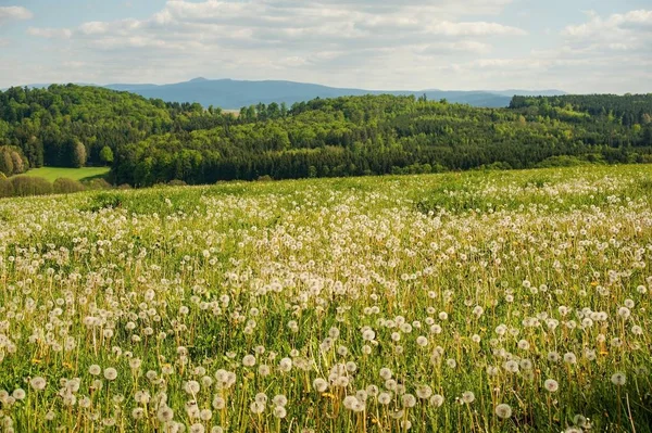 Hermoso Paisaje Verano Con Campo Diente León Primer Plano — Foto de Stock