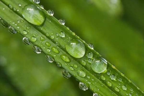 Folha Verde Com Gotas Verão Após Chuva — Fotografia de Stock