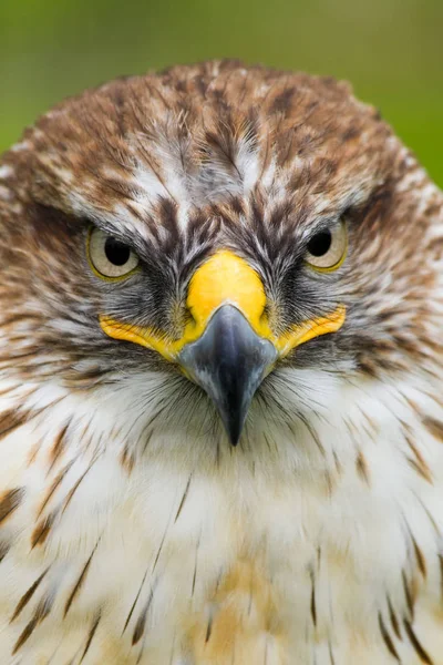 Retrato Saker Falcon Imagem Vertical — Fotografia de Stock