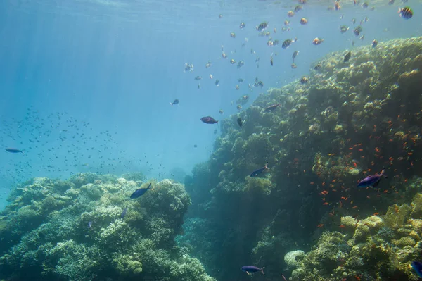 Arrecife Coral Submarino Mar Rojo Sur Sinay —  Fotos de Stock