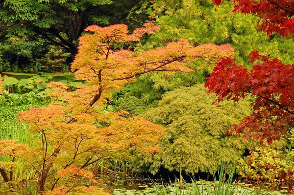 Fogliame Autunnale Colorato Nel Parco Botanico — Foto Stock