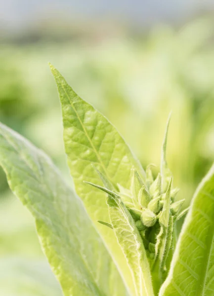 Zavřít Společné Tabáku Nicotiana Tabacum Každoročně Rostoucí Bylina — Stock fotografie
