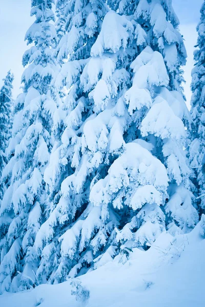 Una Escena Fría Invierno Abetos Cubiertos Nieve — Foto de Stock