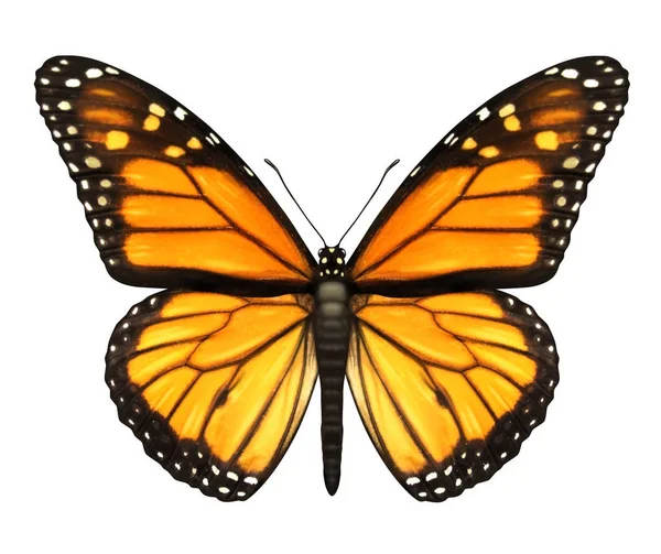 Monarch Butterfly Otevřenými Křídly Horním Pohledu Jako Létající Stěhovavý Hmyz — Stock fotografie