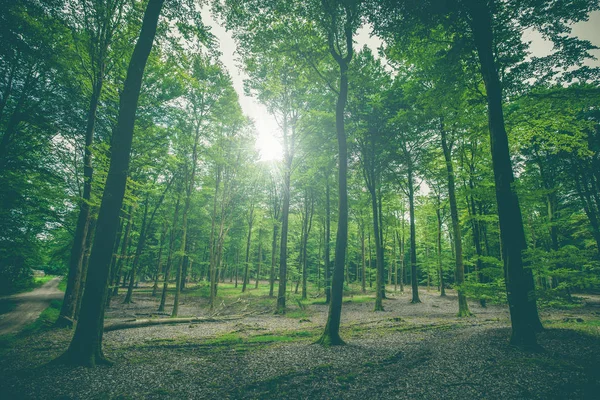 Красиві Лісові Пейзажі Високими Зеленими Деревами Навесні — стокове фото