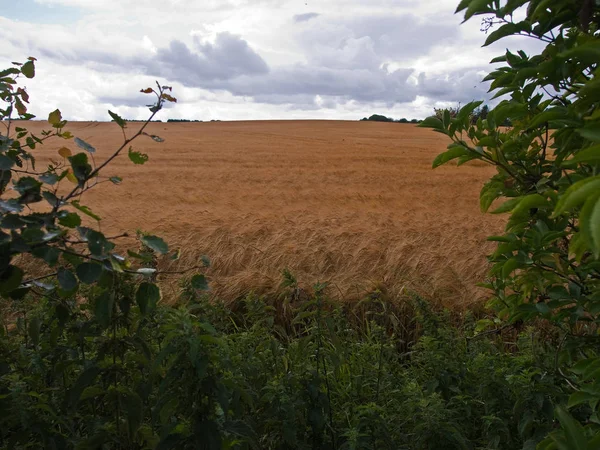 Landskap Vete Grödor Fält Natur Bakgrund — Stockfoto