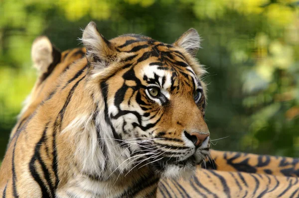 Крупный План Суматранского Тигра Panthera Tigris Sumatrae — стоковое фото
