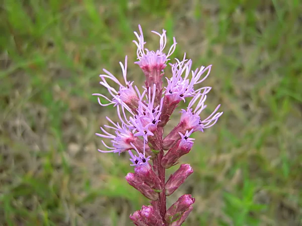 Een Foto Van Een Lavendel Bloem Een Veld — Stockfoto