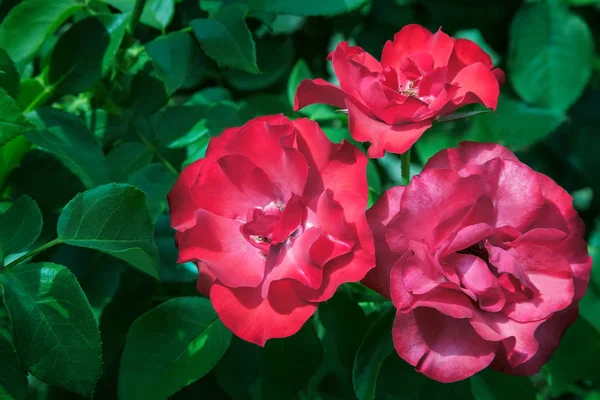 美丽明亮的红色花朵混合茶玫瑰 在花园里绽放 在绿叶背景上拍摄特写镜头 — 图库照片