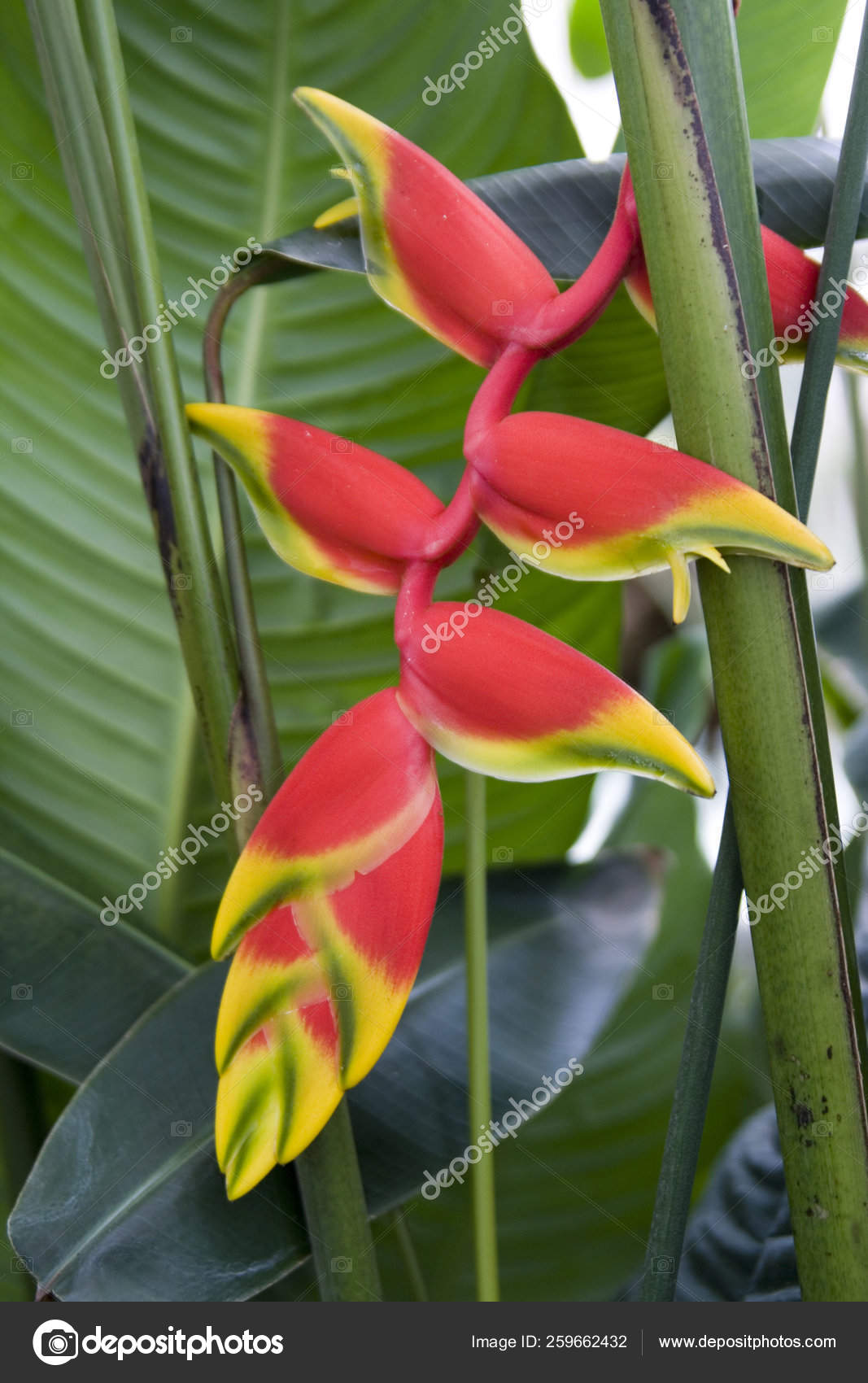 Heliconia Genus 100 200 Species Flowering Plants Native Tropical Americas Stock Photo C Yayimages 259662432